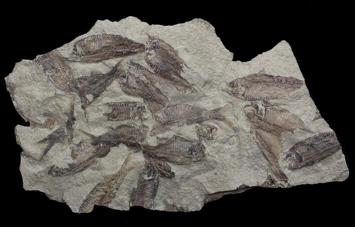 Fossil Fish (Gosiutichthys) Mortality Plate - Lake Gosiute #68426